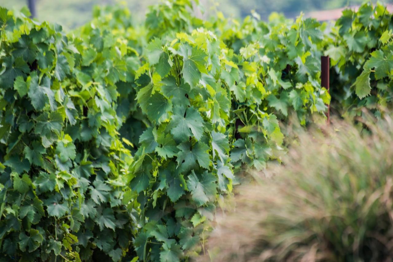 Tenuta Di Castellaro Winery & Resort 리파리 외부 사진