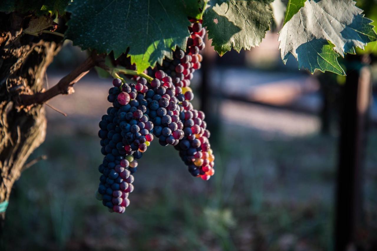 Tenuta Di Castellaro Winery & Resort 리파리 외부 사진