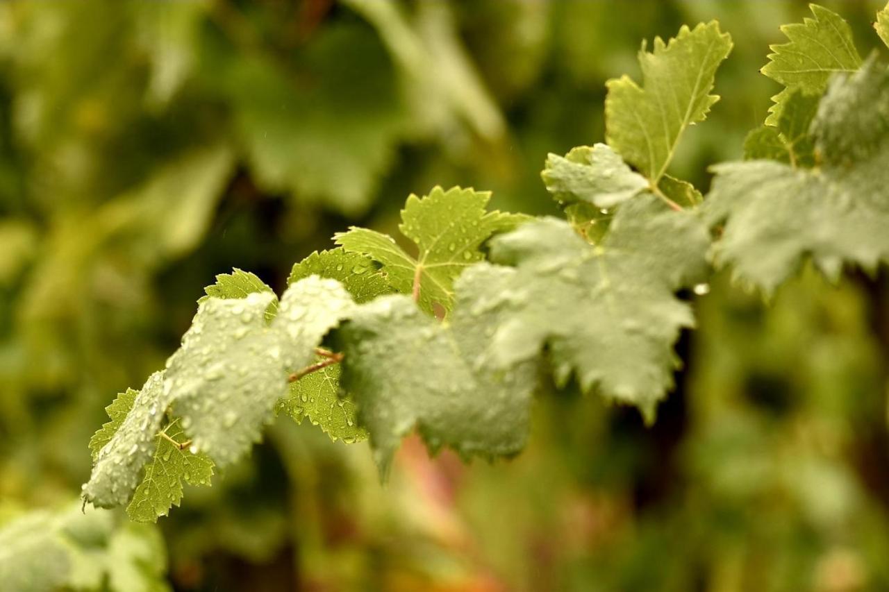 Tenuta Di Castellaro Winery & Resort 리파리 외부 사진